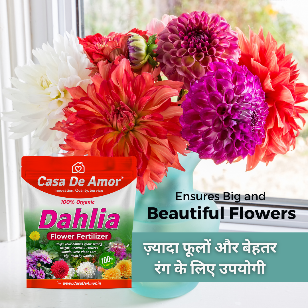 Casa De Amor Organic Dahlia Flower Fertilizer – Boost Blooms for More Size and Beauty