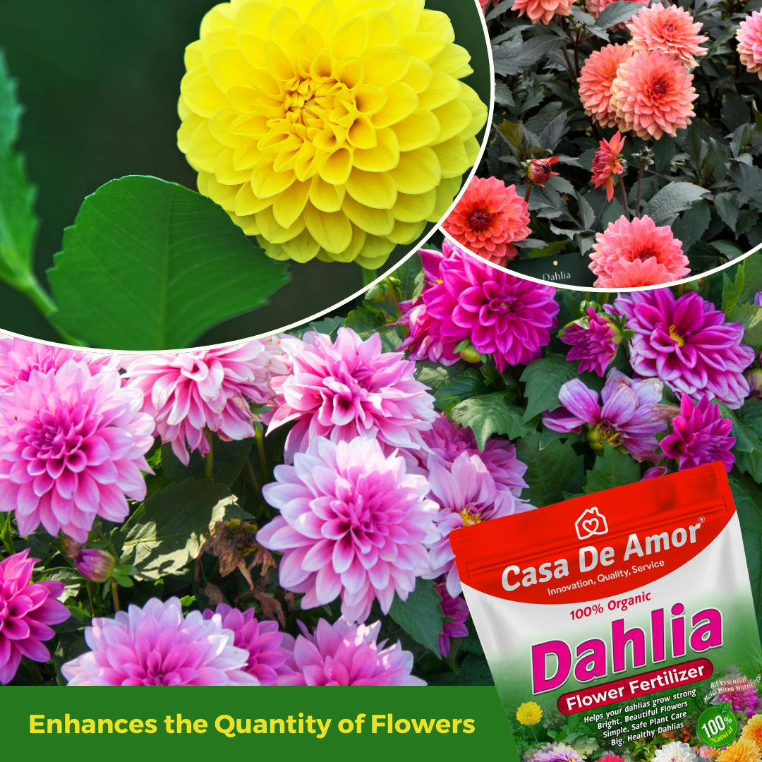 Casa De Amor Organic Dahlia Flower Fertilizer – Boost Blooms for More Size and Beauty