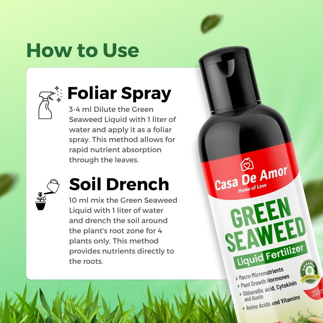 Casa De Amor Natural and Organic Green Seaweed Liquid Fertilizer for Improving Plant Productivity and Soil Quality