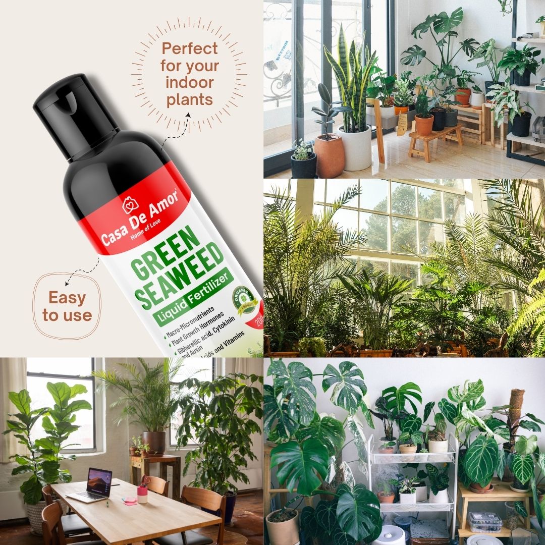 Casa De Amor Natural and Organic Green Seaweed Liquid Fertilizer for Improving Plant Productivity and Soil Quality