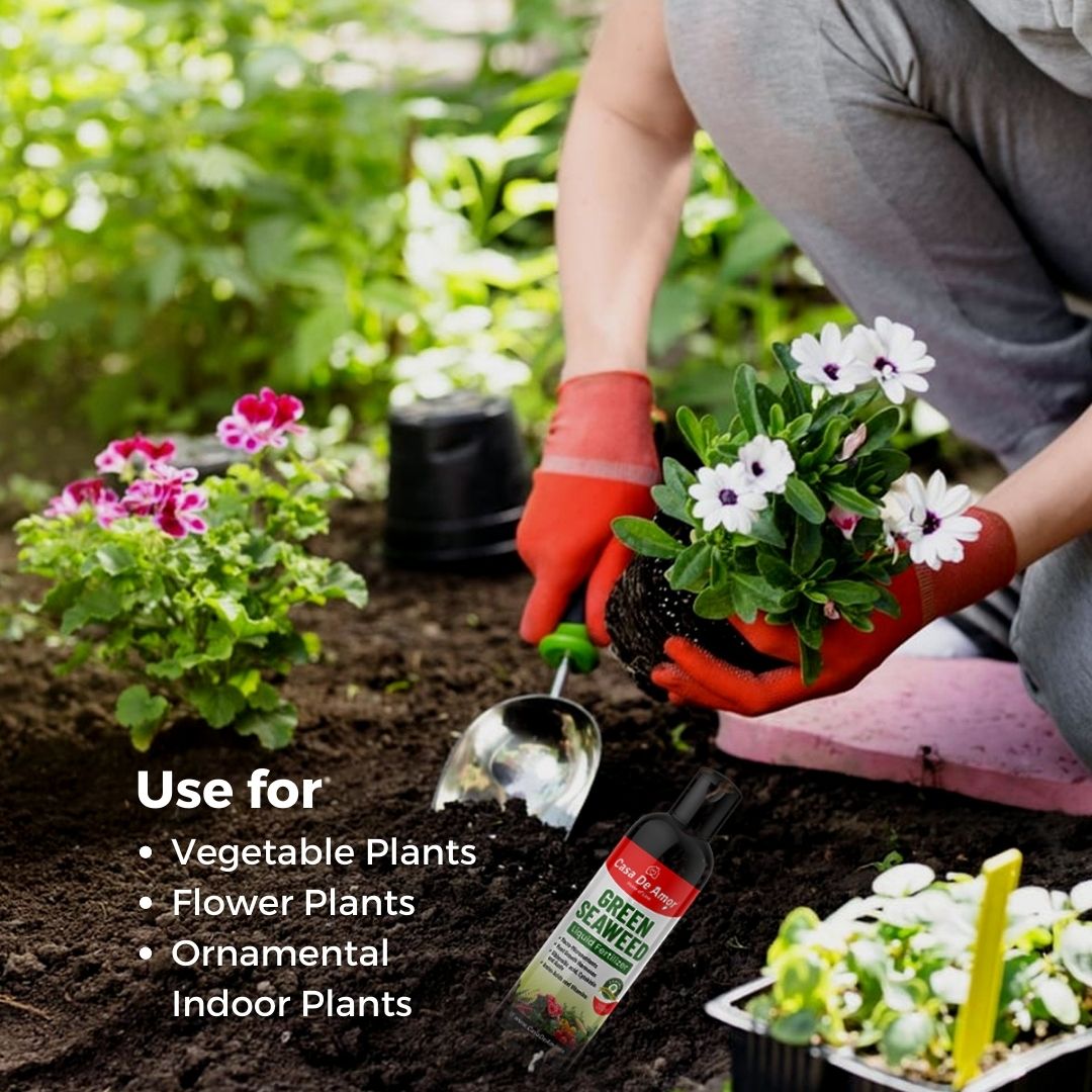 Casa De Amor Natural and Organic Green Seaweed Liquid Fertilizer for Improving Plant Productivity and Soil Quality