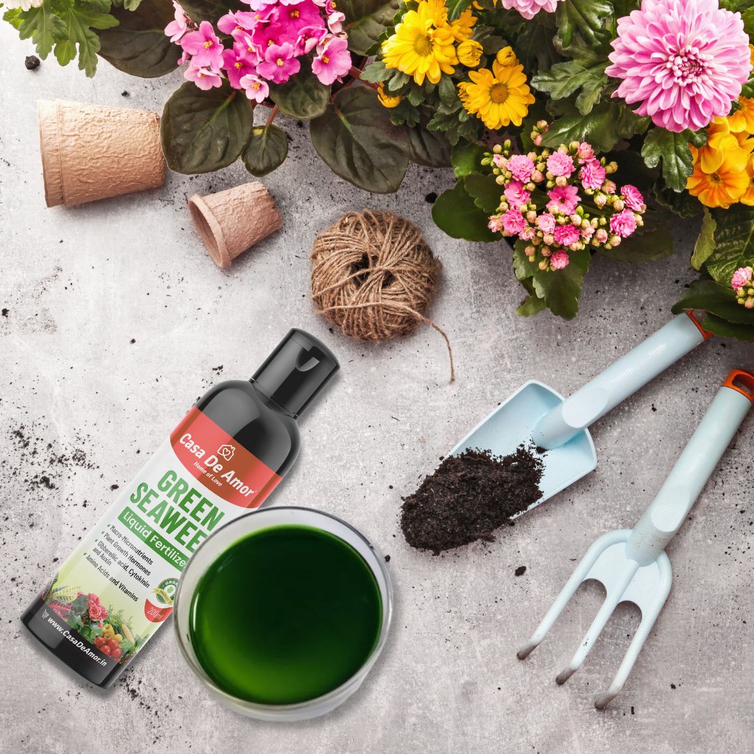 Casa De Amor Natural and Organic Green Seaweed Liquid Fertilizer for Improving Plant Productivity and Soil Quality