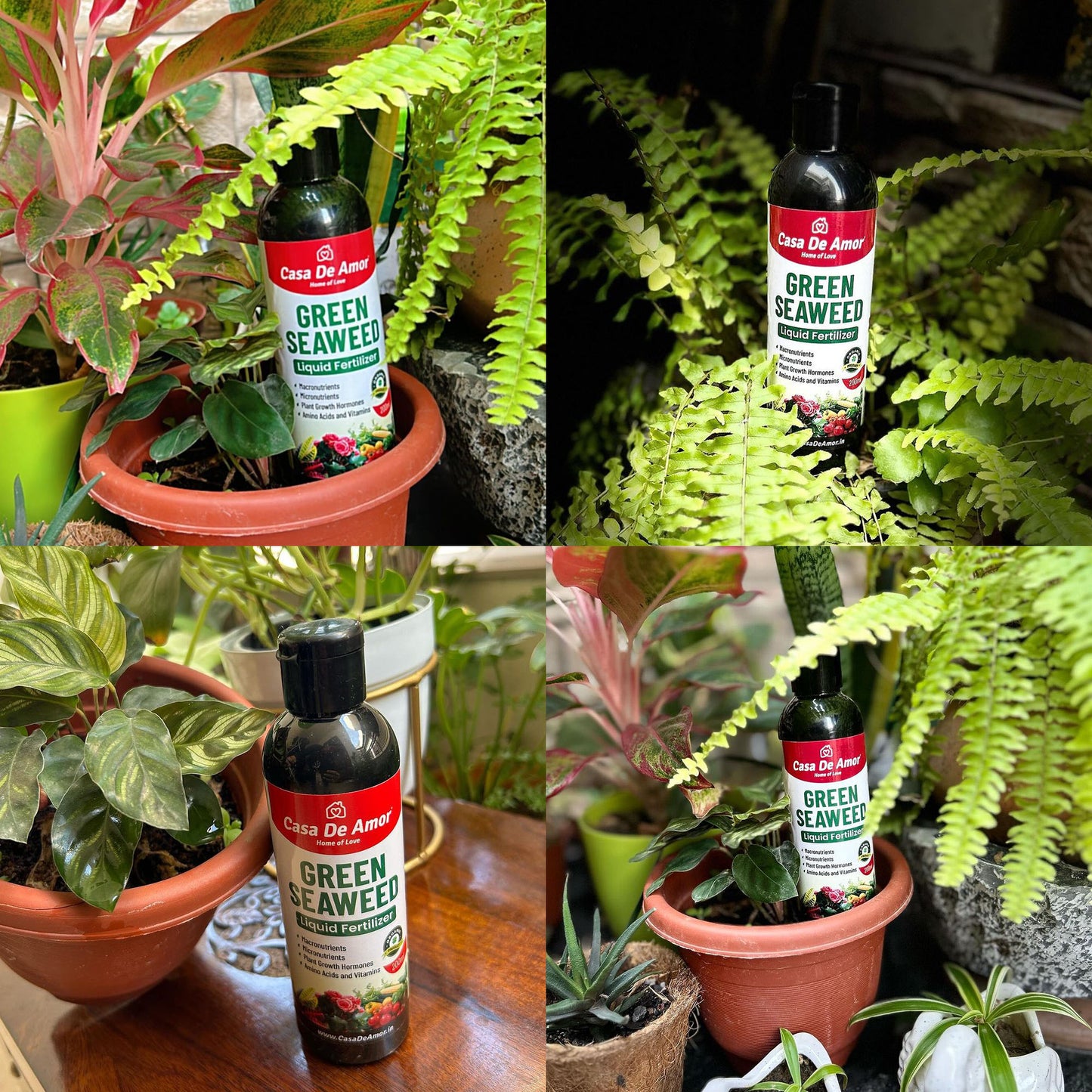 Casa De Amor Natural and Organic Green Seaweed Liquid Fertilizer for Improving Plant Productivity and Soil Quality