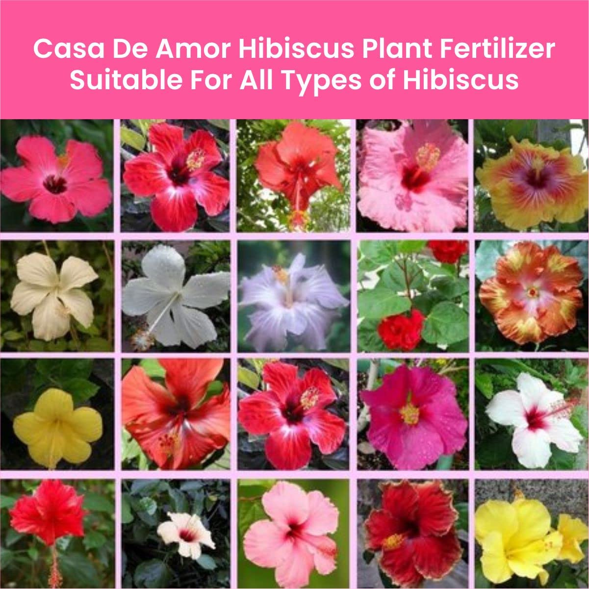 Casa De Amor Organic Hibiscus (Gudhal) Plant Fertilizer for Flowering, Bright Leaves, Healthy Stems and Strong Roots