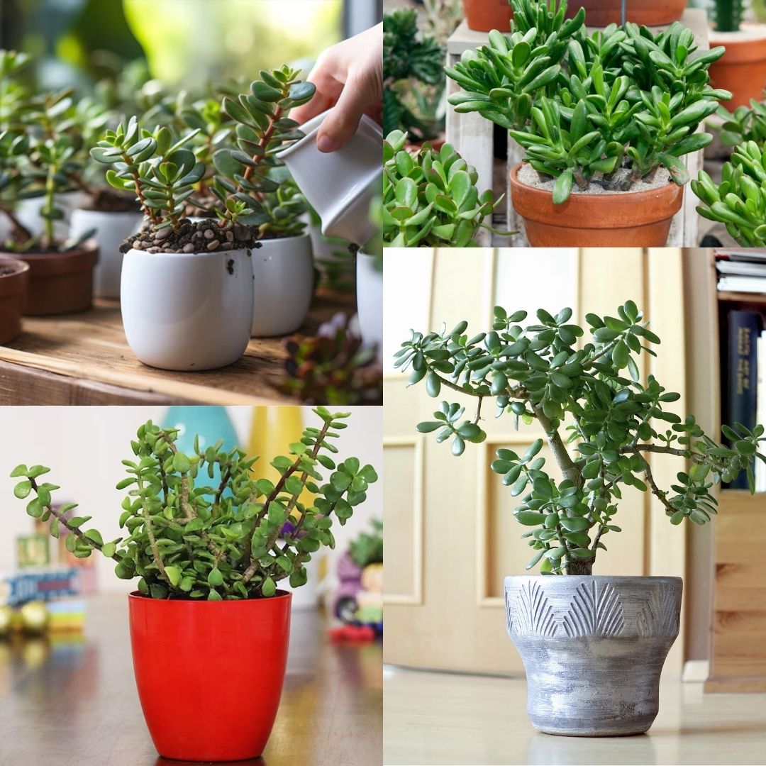 Casa De Amor Organic Jade Plant Fertilizer, Heathier Greener and Shinier Leaves | Jade Good Luck Feng Shui Plant Fertilizer