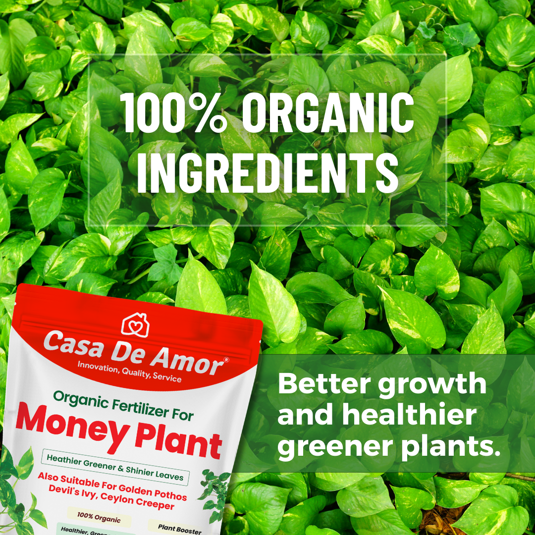 Combo Pack_Tulsi Fertilizer (900 gm) + Money Plant Fertilizer (900 gm) for Balcony, Terrace & Home Gardening