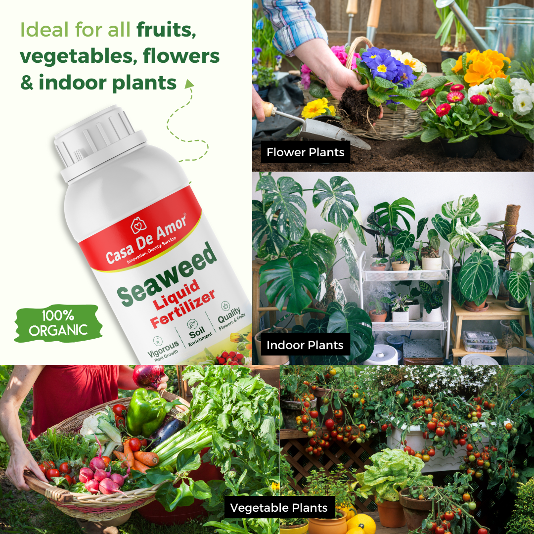 Casa De Amor Liquid Fertilizer Seaweed Extract for spray and drenching for Indoor and outdoor Plants