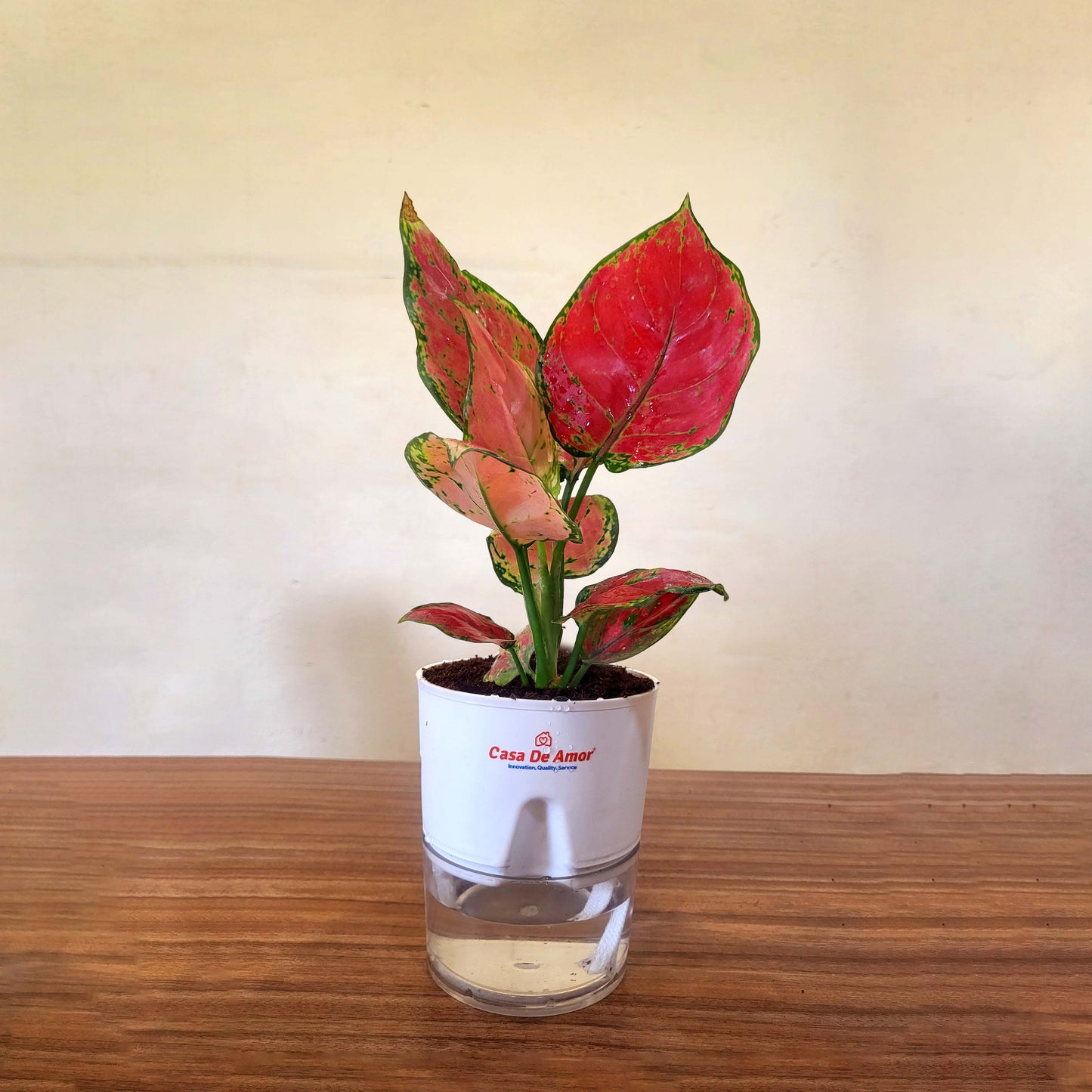 Casa De Amor Self Watering Pots for Home Decor, Living Room, Tabletop | Plants not Included | Cocopeat Free ( Round Pot )