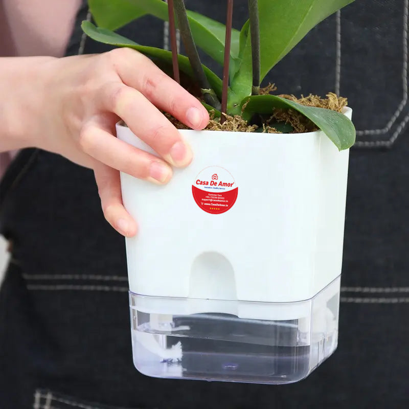 Casa De Amor Self Watering Pots for Indoor Plants | Home Decor, Living Room, Table Top | Plants not Included | 150gm Coco Brick Free
