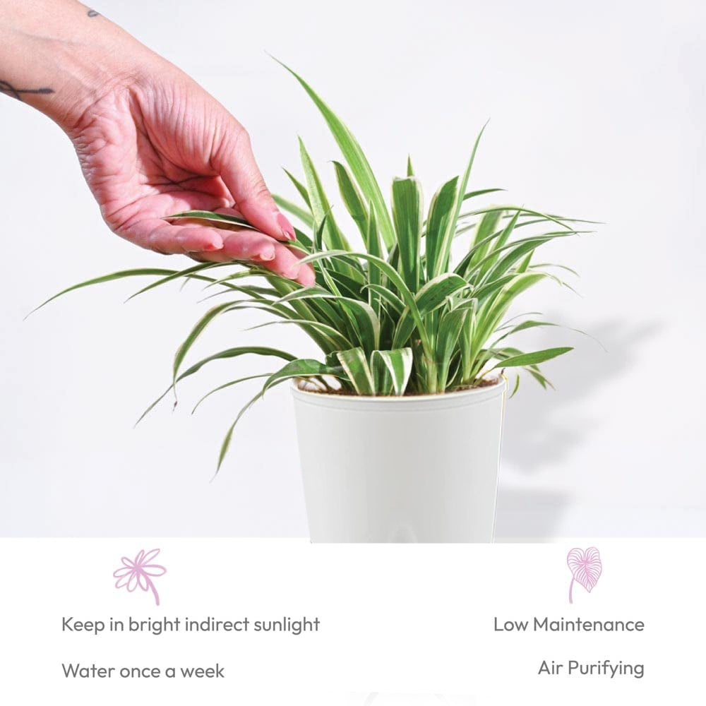 Casa De Amor Spider Plant Indoor with Self Watering Pot (Set of 1)