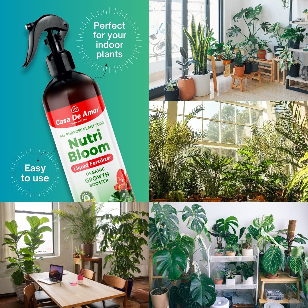 Casa De Amor Nutri Bloom – Plant Growth Booster for Potted Indoor and Outdoor Plants, Balanced Macro & Micro Nutrients, Ready to Use Spray- 500ml