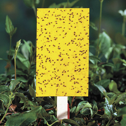 Sticky Pads for Catching Insects (10 nos.)