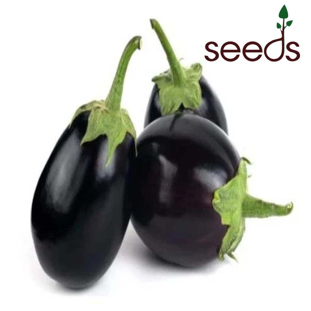 Brinjal Black Beauty - 100 Seeds