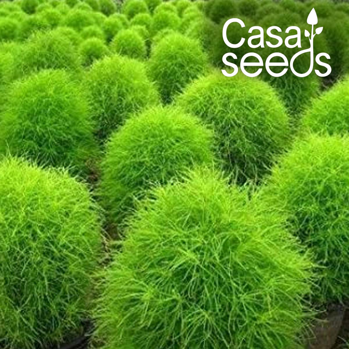 Kochia bush Green-100 Seeds