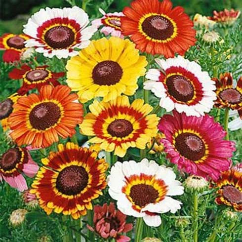 Chrysanthemum Carinatum Mixed- 200 Seeds