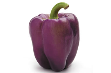 capsicum