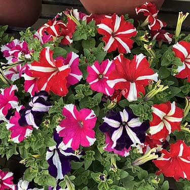 Petunia NC Star Mix- 200 Seeds