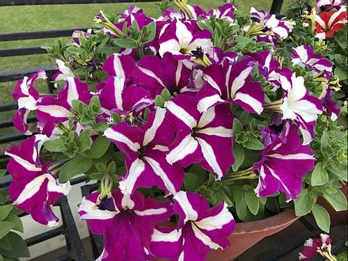 Petunia NC Star Mix- 200 Seeds