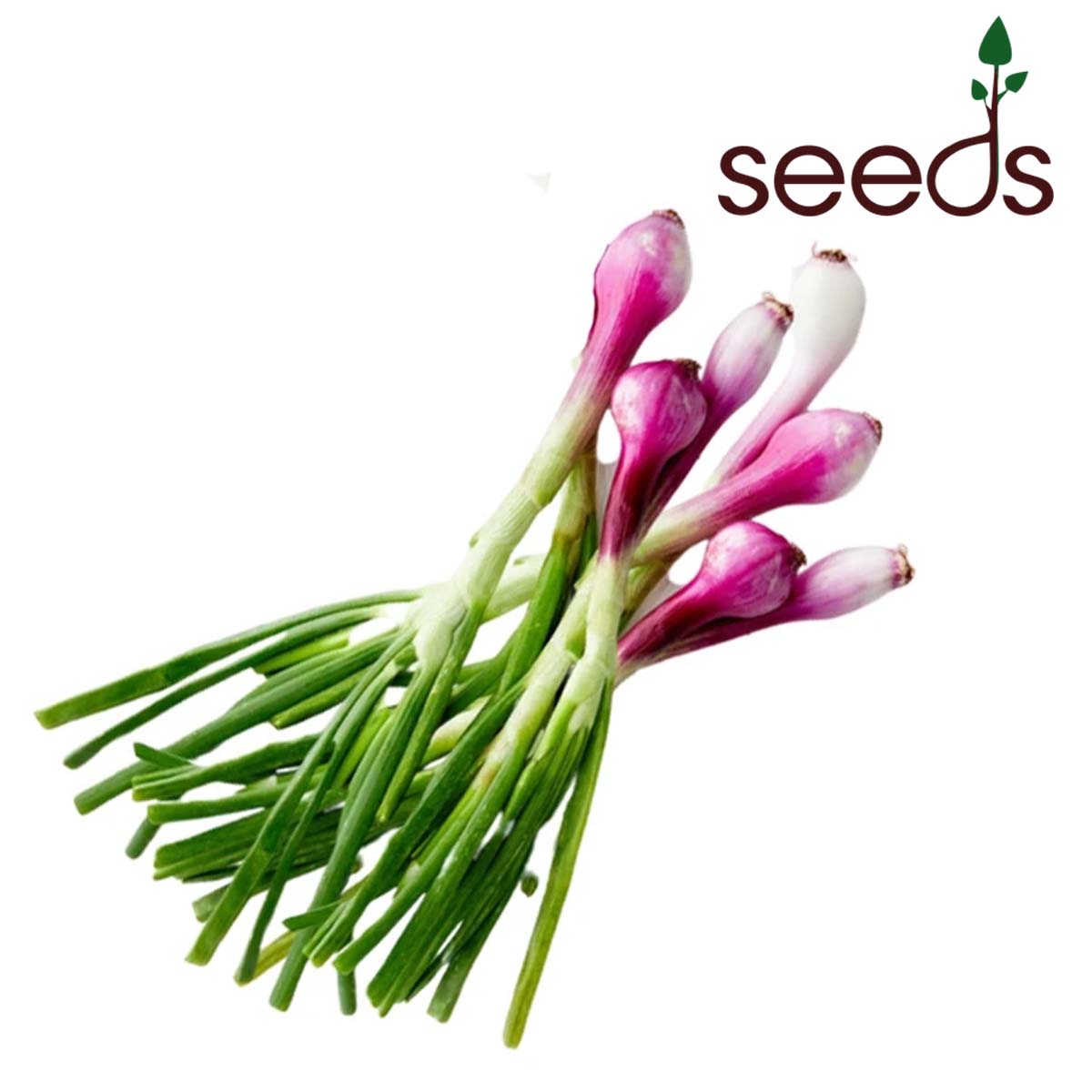 Spring Onion- 100 Seeds