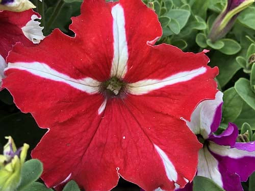 Petunia NC Star Mix- 200 Seeds