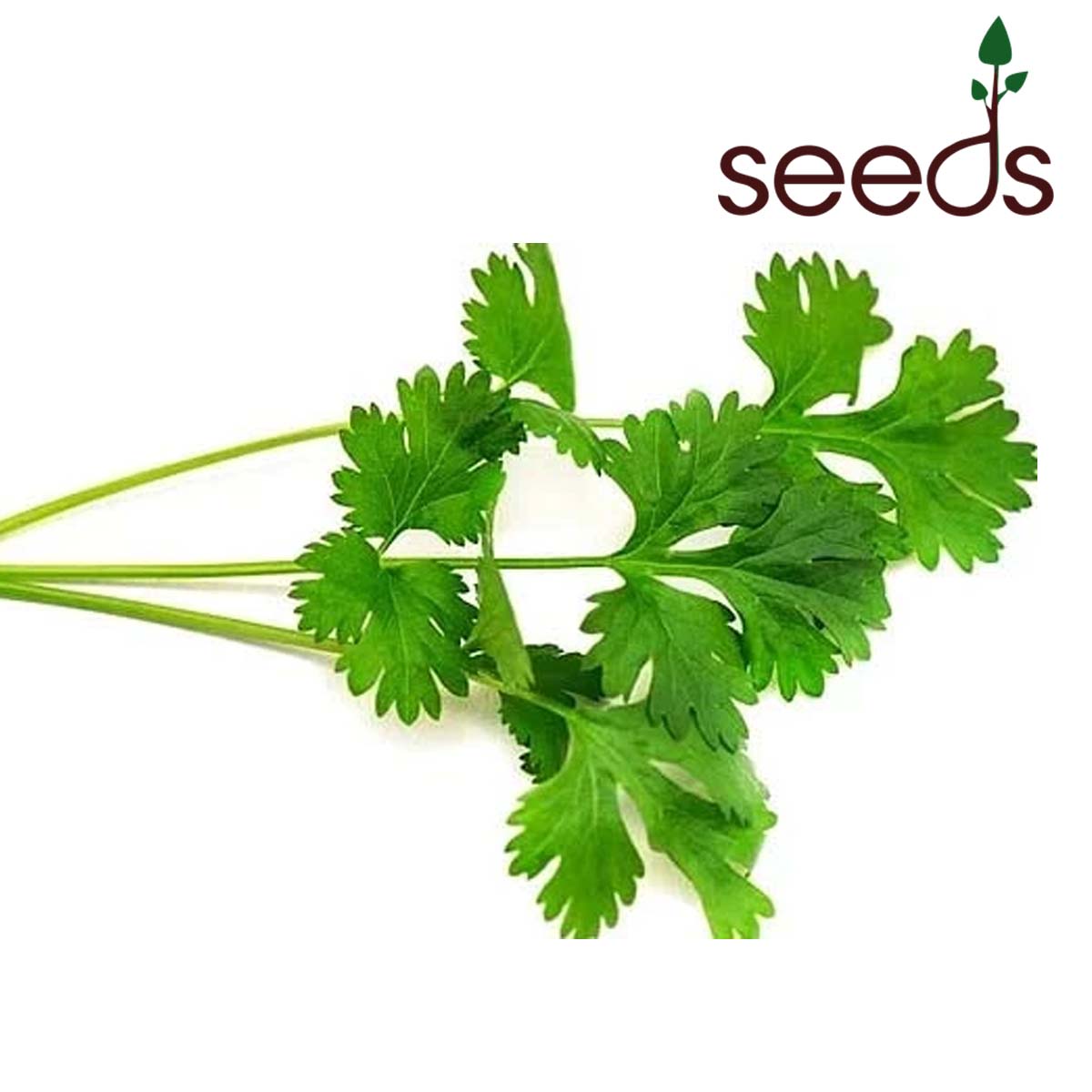Organic Coriander Seeds - 50 Seeds