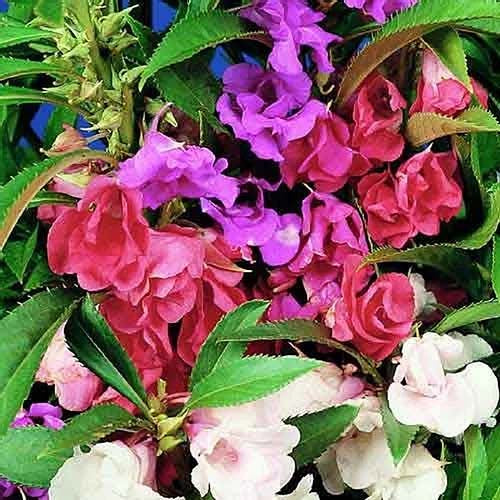 balsam tom thumb mixed
