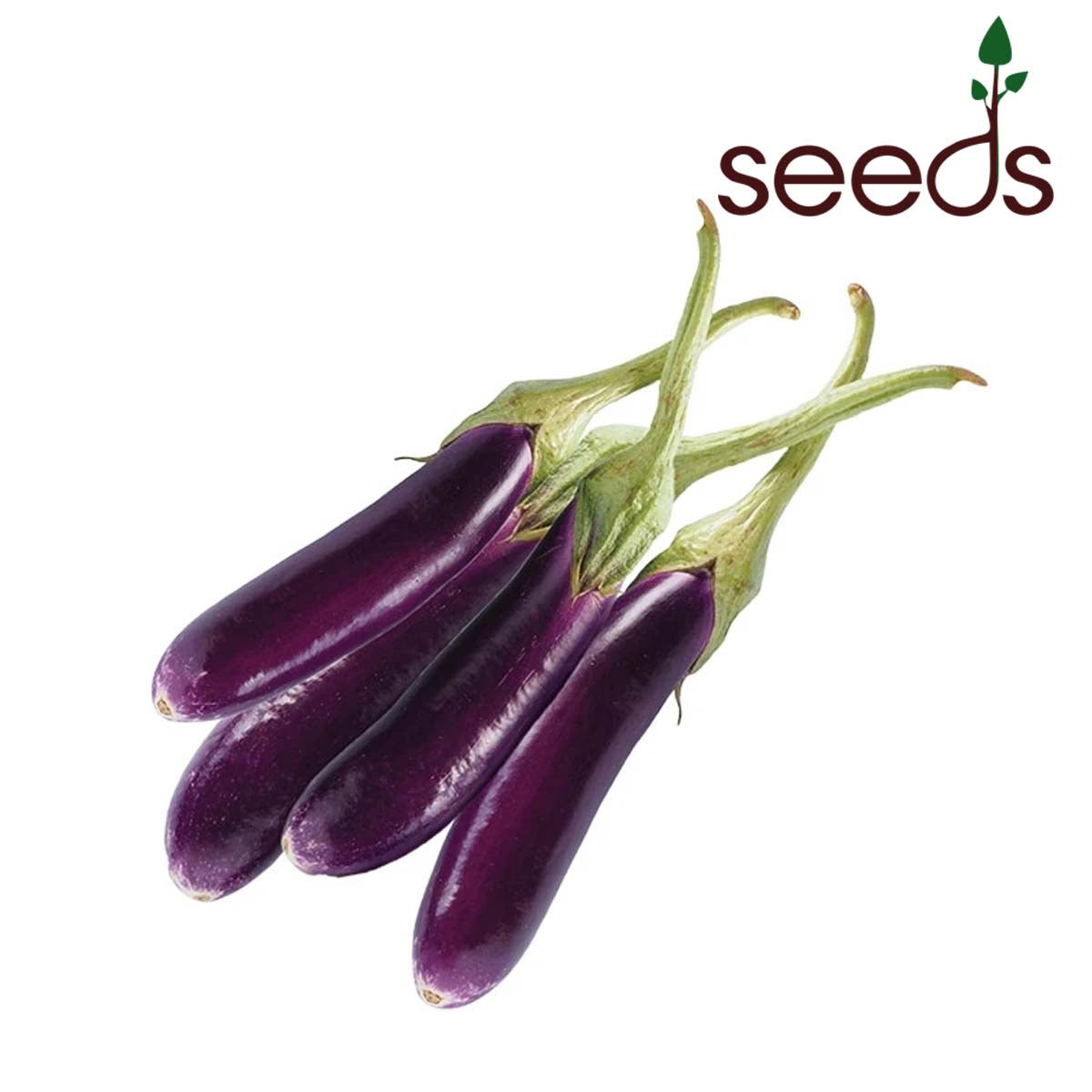 Brinjal Purple Long - 100 Seeds