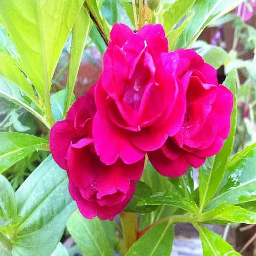 Balsam Tom Thumb seeds