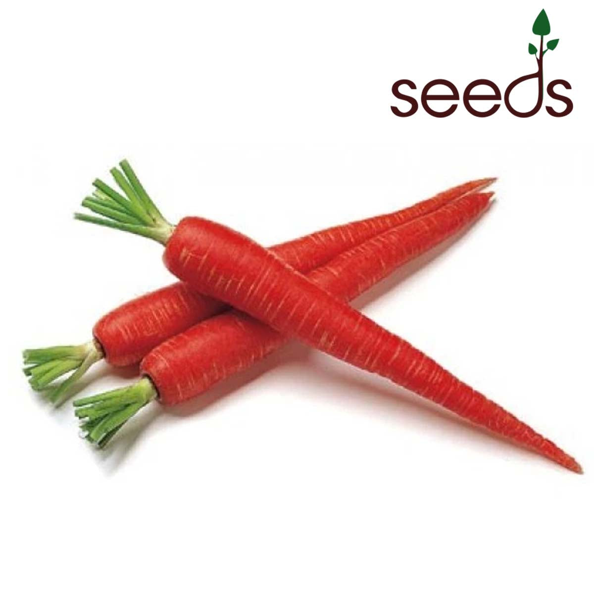 Carrot Seeds - Carrot Red Long (Seeds - 100)