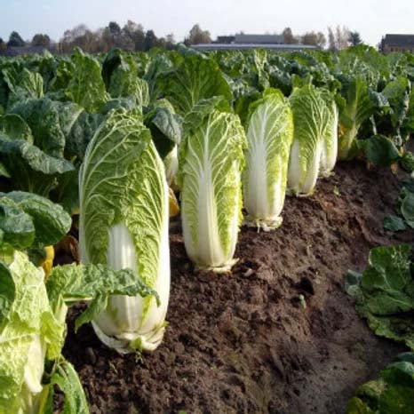 Chinese Cabbage- 50 Seeds