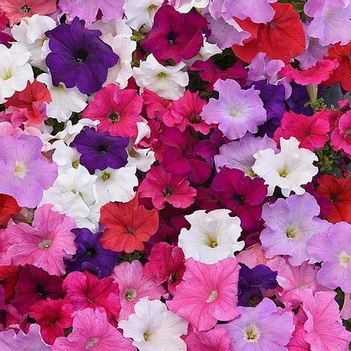 Petunia Supercascade Mixed F1 Hybrid- 50 Seeds
