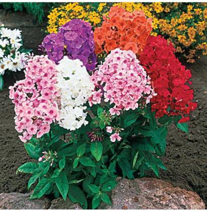 Phlox Beauty Mix- 200 Seeds