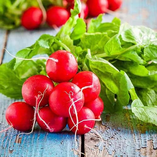 Radish Red Globe- 50 Seeds