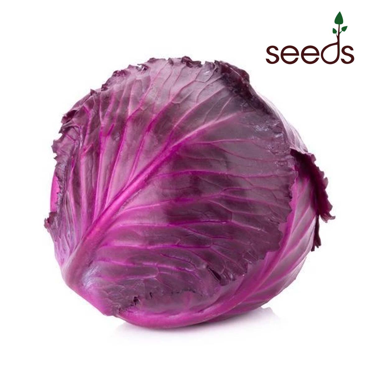 Red Cabbage- 50 Seeds