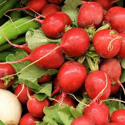 Radish Red Globe- 50 Seeds