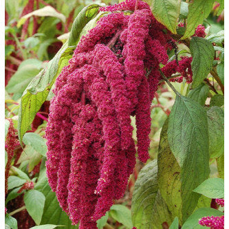 Amaranthus Love-Lies-Bleeding- 100 Seeds