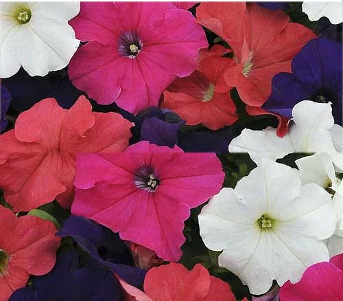 Petunia Supercascade Mixed F1 Hybrid- 50 Seeds