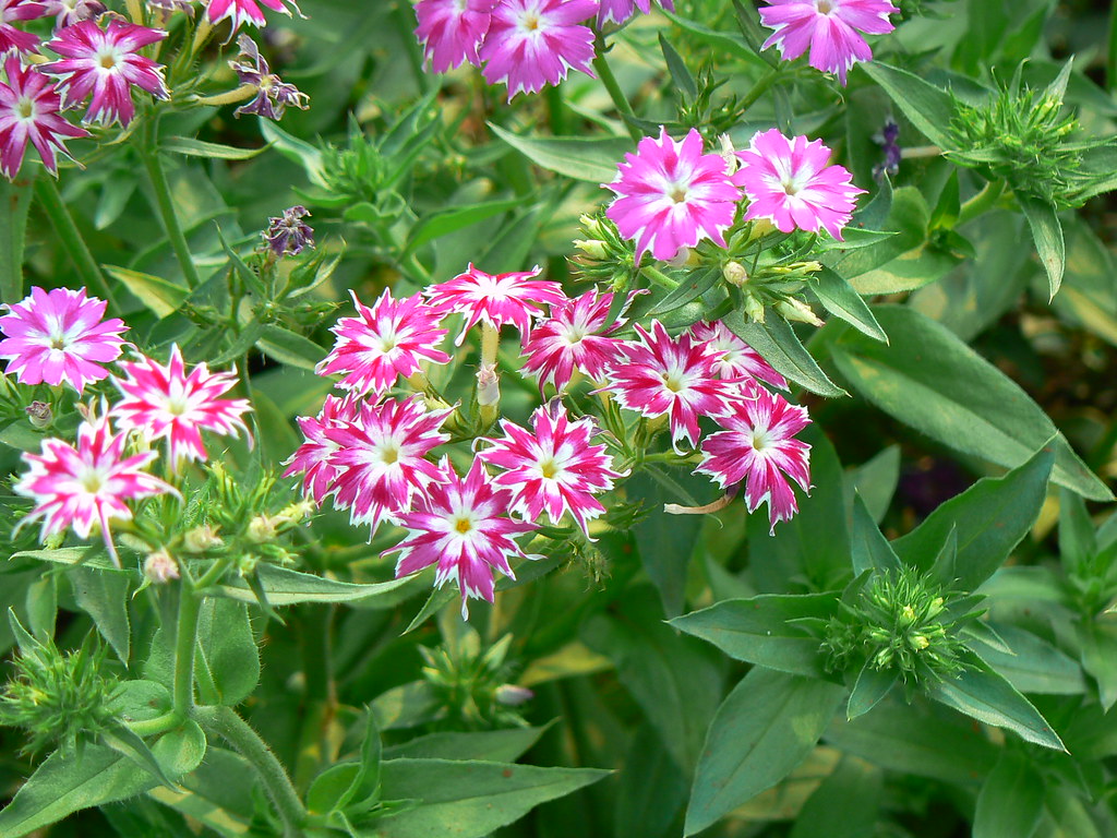 Phlox Twinkle Stars Mix- 200 Seeds