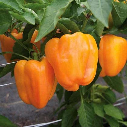 Casa De Amor Capsicum Seeds (Green, Yellow, Red, Orange & Purple Vegetable Seeds) for Home and Terrace Gardening (Each 30 Seeds, Total 150 Seeds)