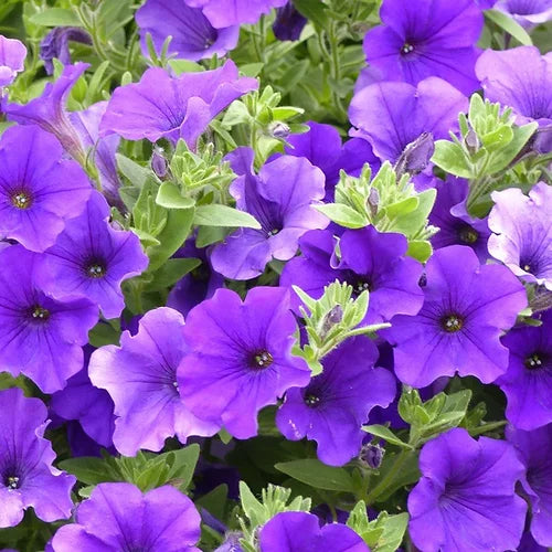 Petunia Royal Blue - 200 Seeds
