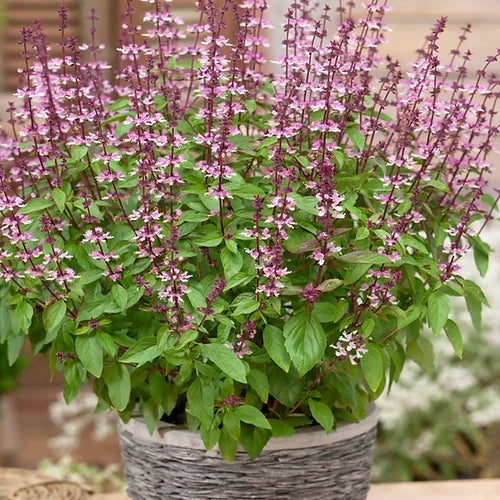 Herb Basil Green- 50 Seeds