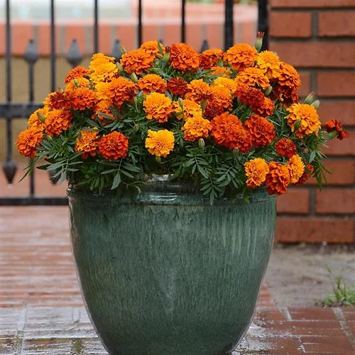 HYB - French Marigold Fireball - 20 Seeds