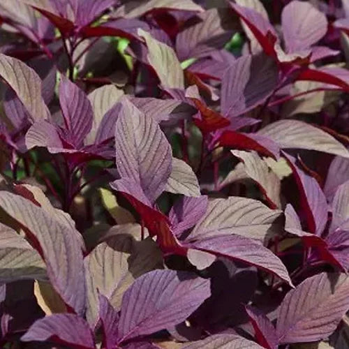 Herb Amaranthus Red- 50 Seeds
