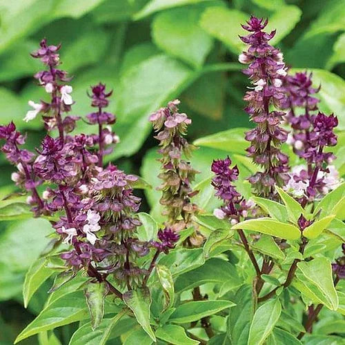 Herb Basil Green- 50 Seeds