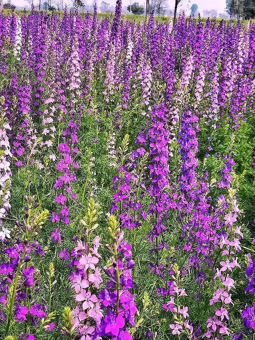 Larkspur - Delphinium consolida Mixed - 200 Seeds
