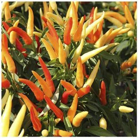 Ornamental Chilli Choice Mix - 50 Seeds