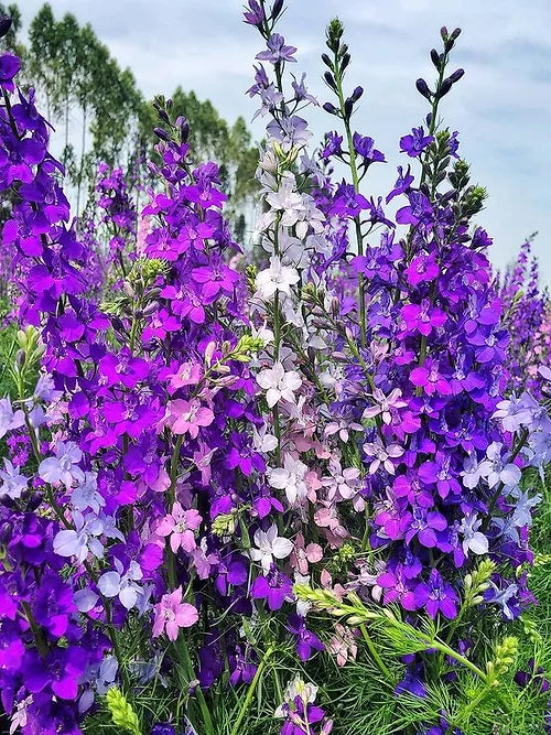 Larkspur - Delphinium consolida Mixed - 200 Seeds