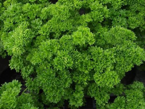 Herb Parsley Curled- 50 Seeds