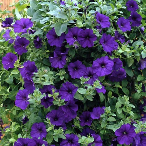 Petunia Royal Blue - 200 Seeds