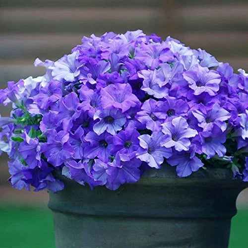 Petunia Royal Blue - 200 Seeds
